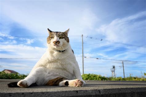 宗松潤一郎 facebook で見つけた奇妙な猫の写真について