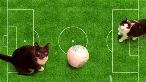 クラウンスポーツ口コミ: なぜ猫はサッカーをしないのか？